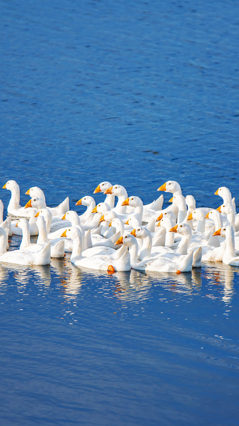 A group of big white geese screenshot