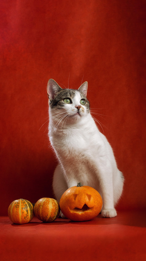 Tri colored flower cats are all female cats screenshot