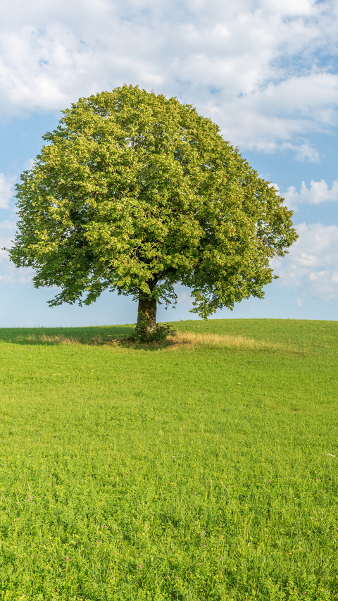Green grass and blue sky screenshot