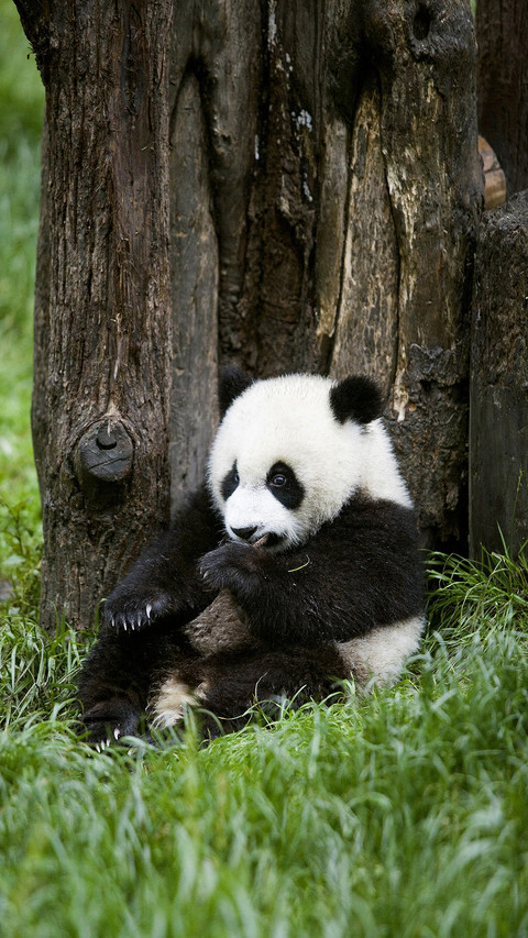 Cute animals 14 screenshot