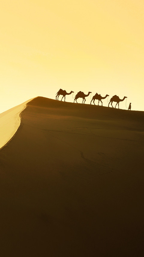 Desert camels are only the second 30 screenshot