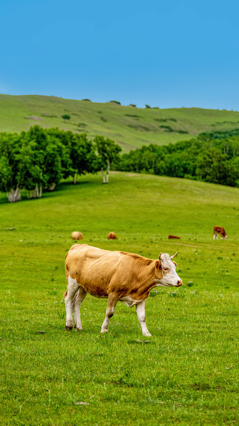 Cattle grazing on the grassland screenshot