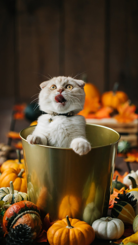 猫咪最不能吃的食物 screenshot