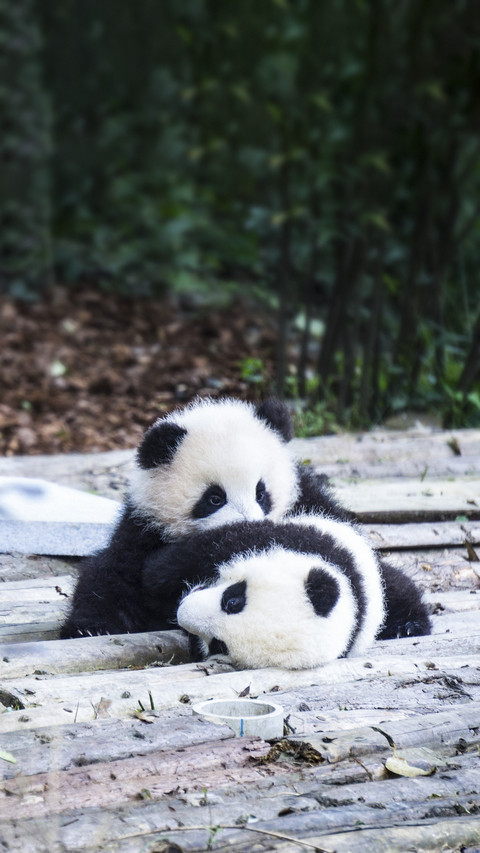 Baby Pandas screenshot