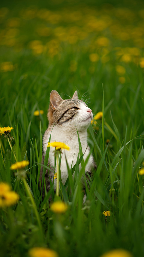 Photo of a tabby cat in the green grass with dandelions screenshot