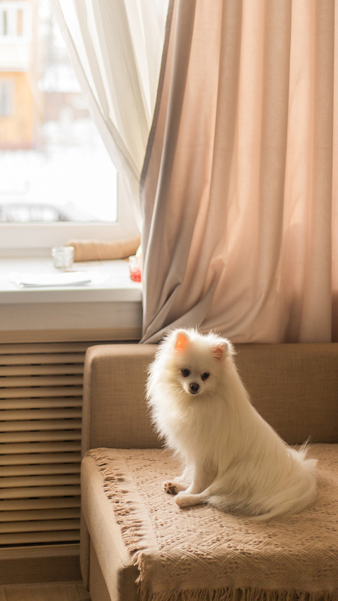 Dog breed white german spitz at home screenshot