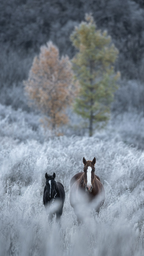 Two Horses Walking on The snow-covered Grass screenshot