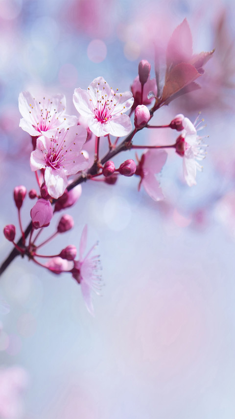 Flowers and plants screenshot
