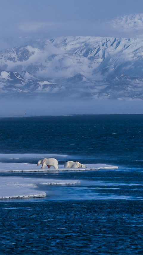Polar Bear screenshot