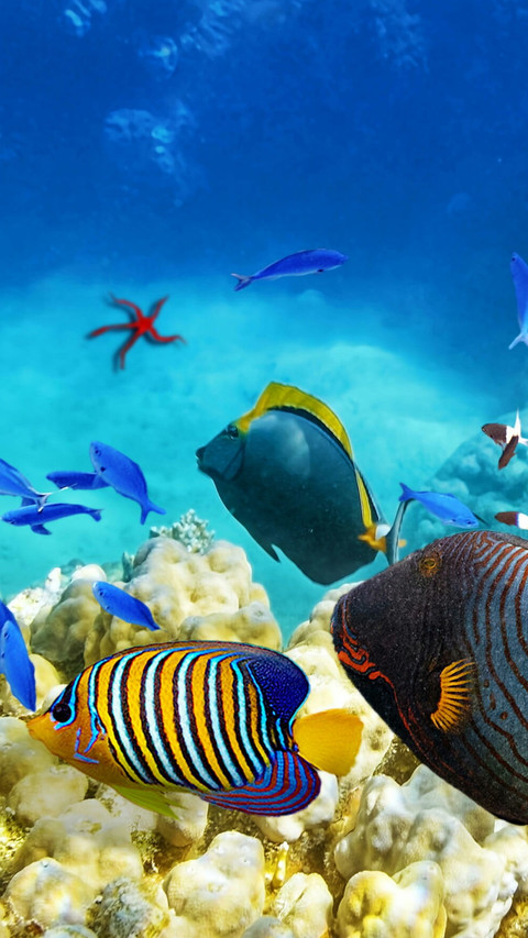 Swimming fish screenshot