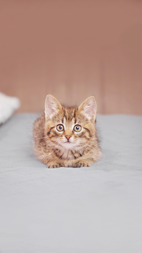 Portrait of a cute tabby kitten looking at the camera screenshot