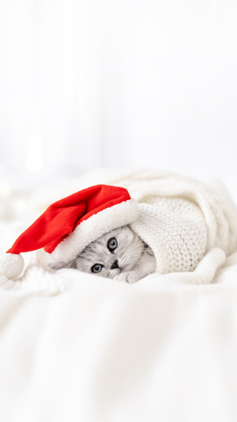 Striped Scottish fold kitten in Santa hat on white bed screenshot