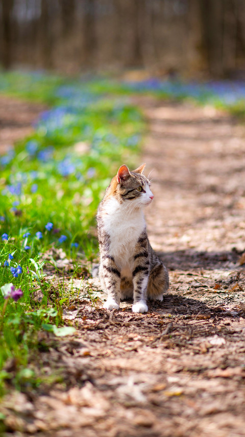 Outdoor cat screenshot