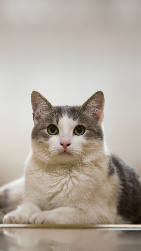 Portrait of nice white and gray domestic cat screenshot