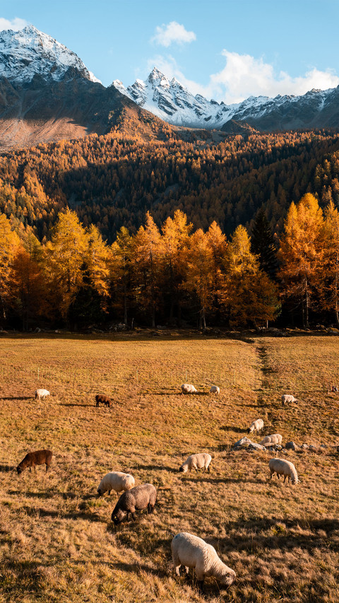 There are sheep on the grassland in autumn screenshot