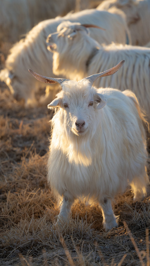 A goat under the setting sun screenshot