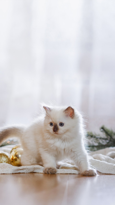 A Little Kitten Playing with Some Balls screenshot
