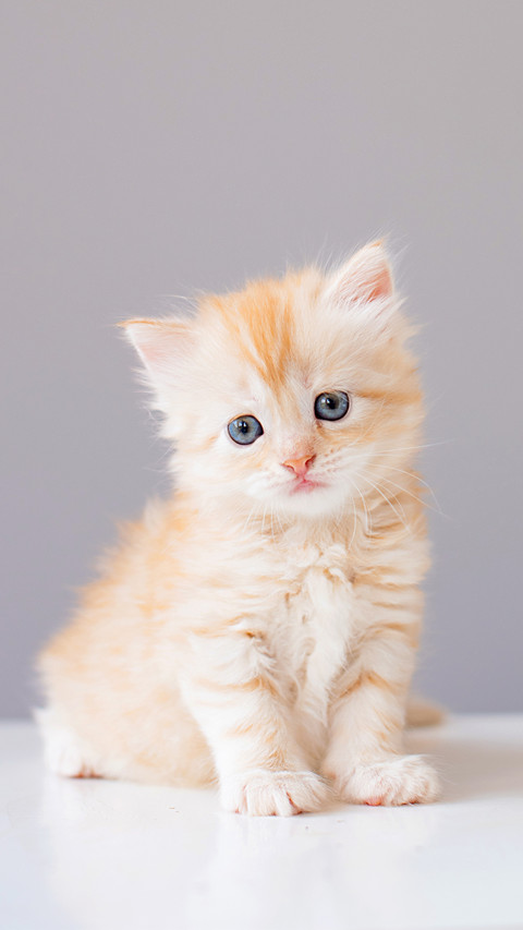 A fluffy gingeryellow kitten screenshot