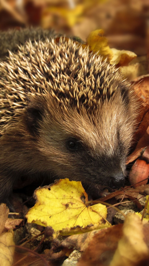 Hedgehog (2) screenshot