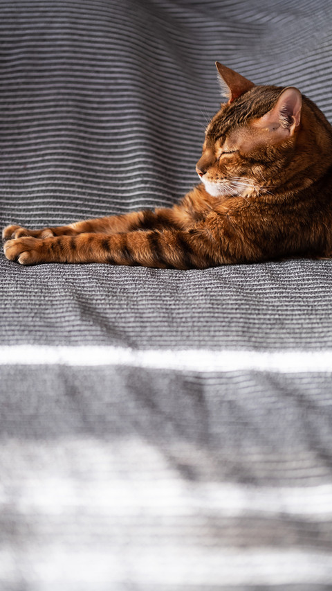 A lazy cat screenshot