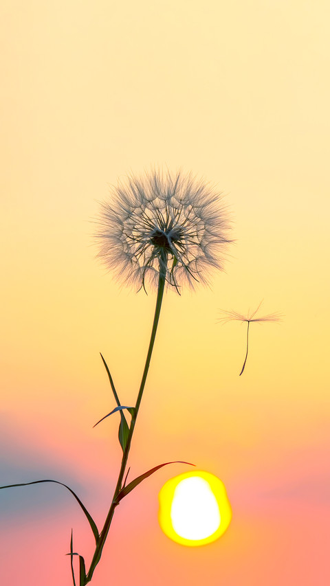 Dandelion seeds are flying against screenshot