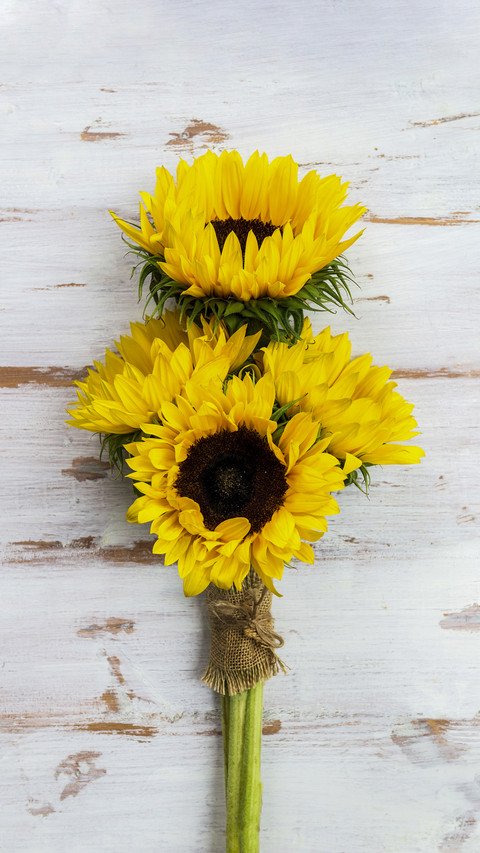 Beautiful Sunflowers screenshot