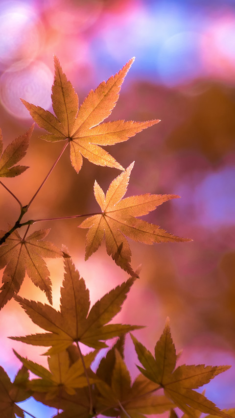 Tang poetry in the autumn screenshot