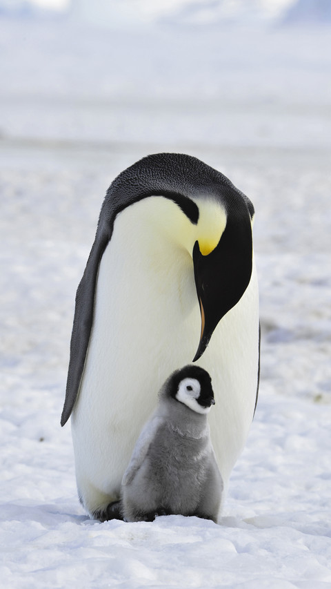 Grown Penguin with Baby screenshot