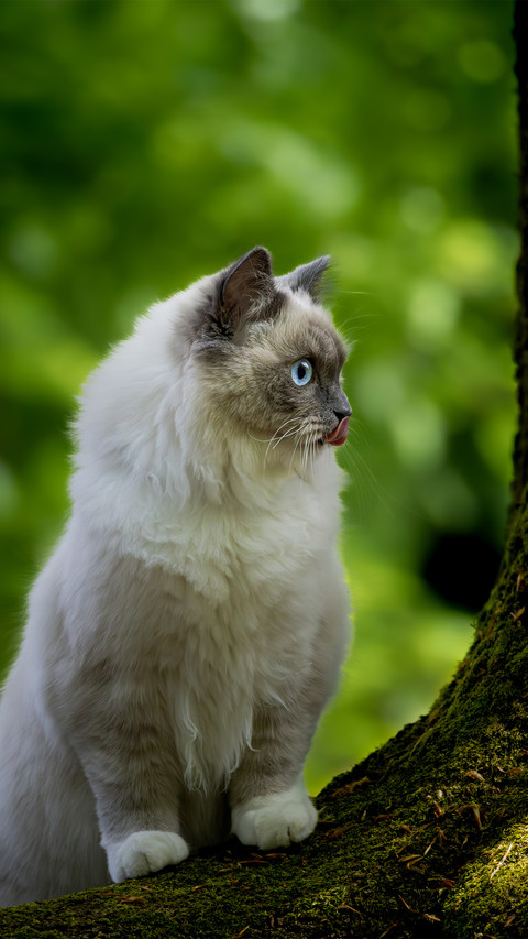 A cat sitting outdoors screenshot