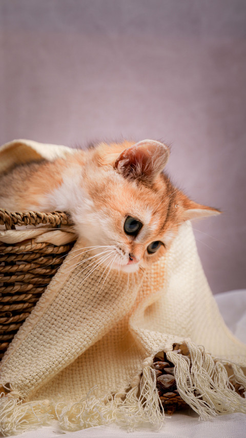 Cats Should Pay Attention to Sleeping 3 screenshot