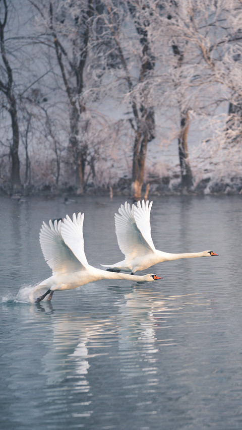 Two Swans Flying on The Water screenshot