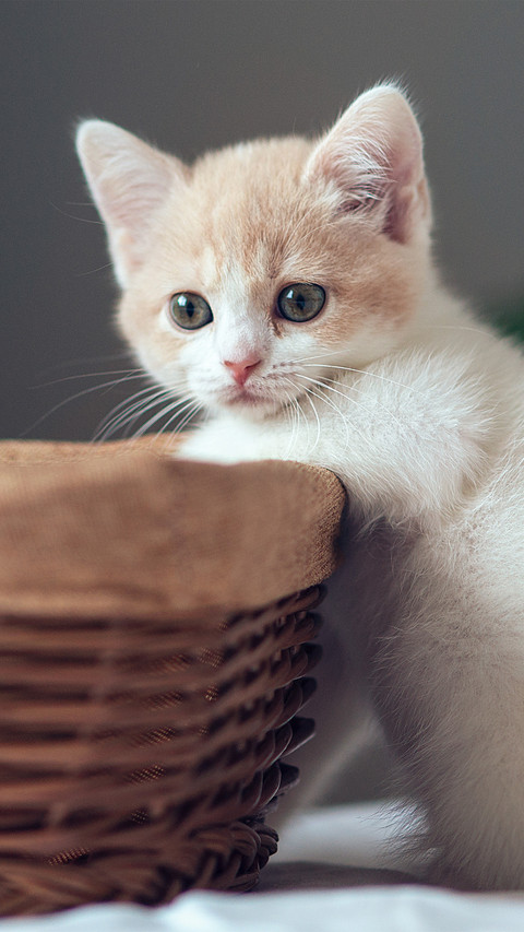 The kitten crawled into the basket screenshot