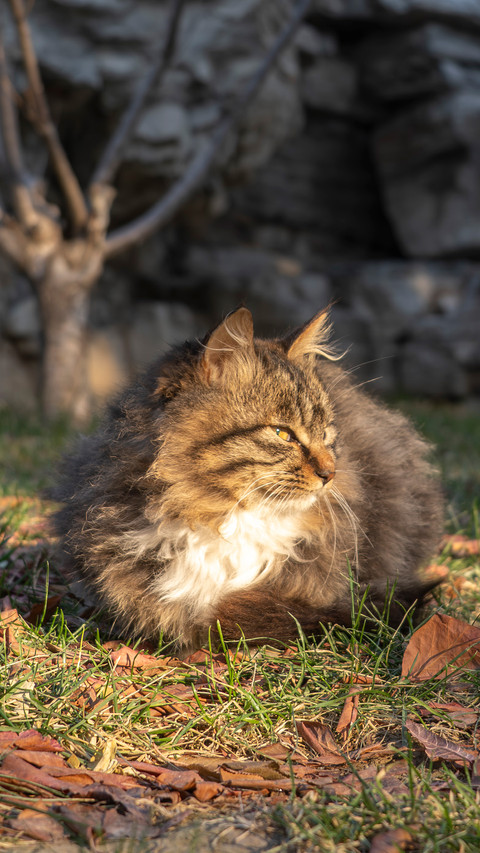 A cat is basking in the sun on the grass screenshot
