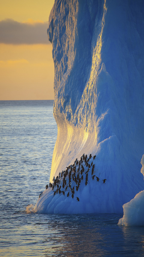 Chinstrap Penguins Resting on Iceberg screenshot