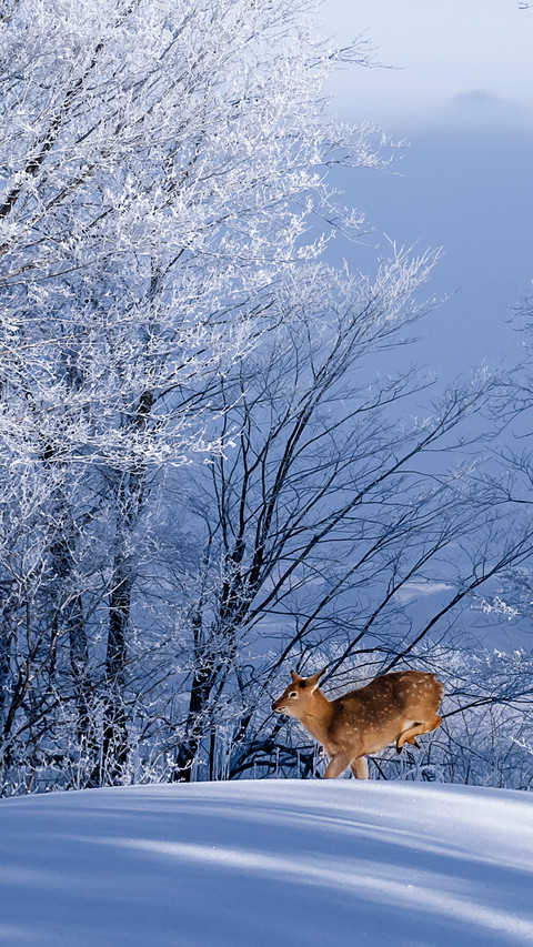 The spotted deer in winter screenshot
