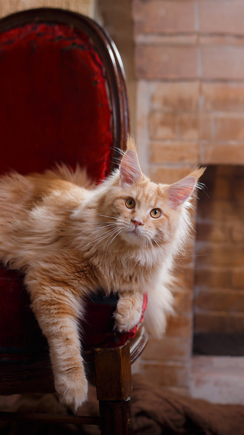 A Cat near the Fireplace Resting screenshot