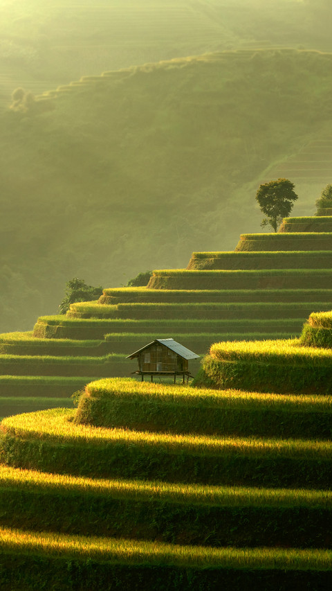 Mu Cang Chai, Landscape Terraced Rice Field Near Sapa screenshot