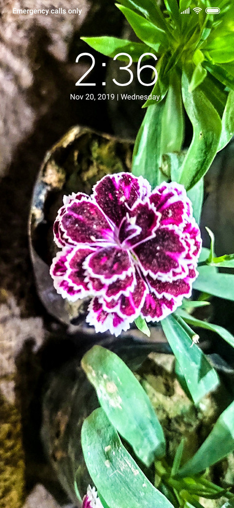 Dark Purple Flower_DWM3 screenshot