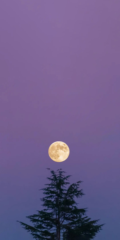 Purple Style1.jpg screenshot