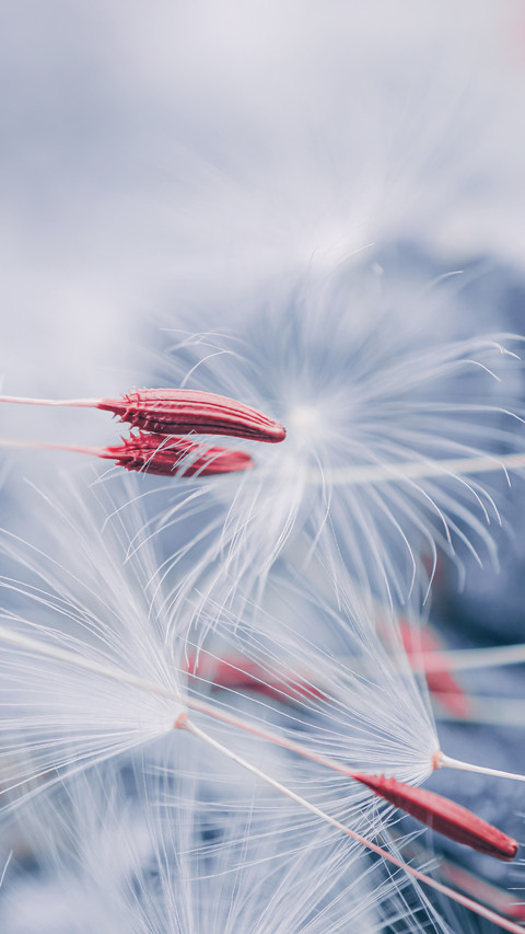 Beautiful Dandelion Flower Seed in Spring Season screenshot