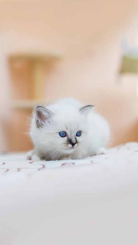 Kitten cat breed sacred burma on a light background screenshot