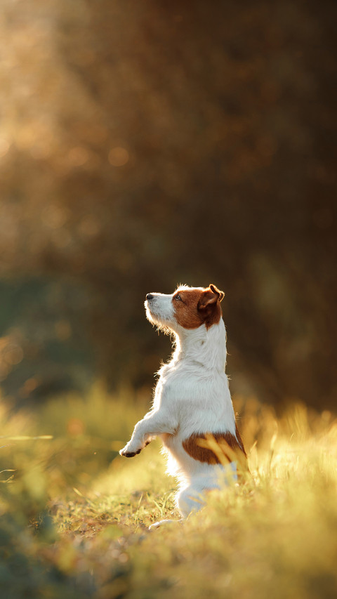 Dog walks on nature screenshot