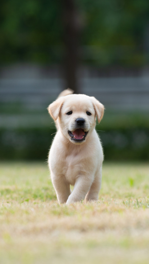 Healthy Pup, Enjoying Grassland Fun screenshot