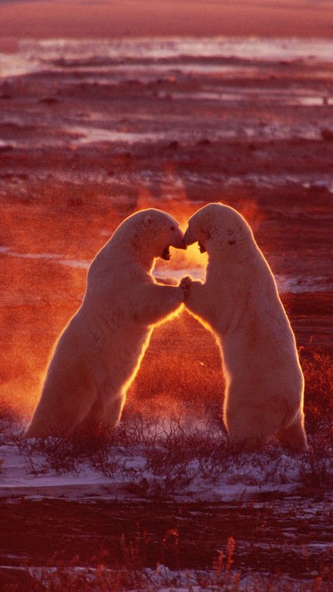 International-Polar Bear screenshot