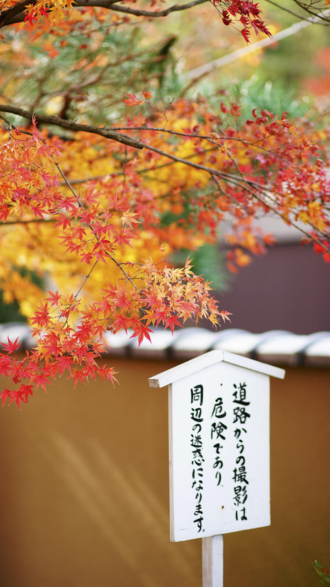 京都红叶季 screenshot