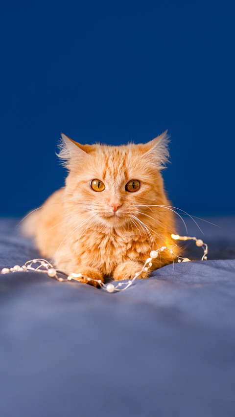Cute Ginger Cat Lying in Bed screenshot
