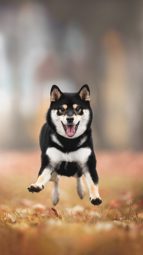 A Shiba Inu Happily Running on The Grass screenshot