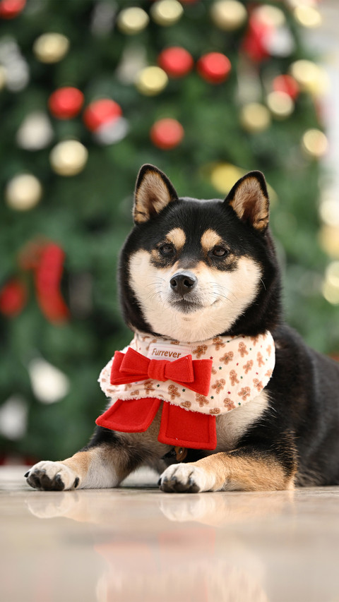 The shiba inu in front of the christmas tree screenshot