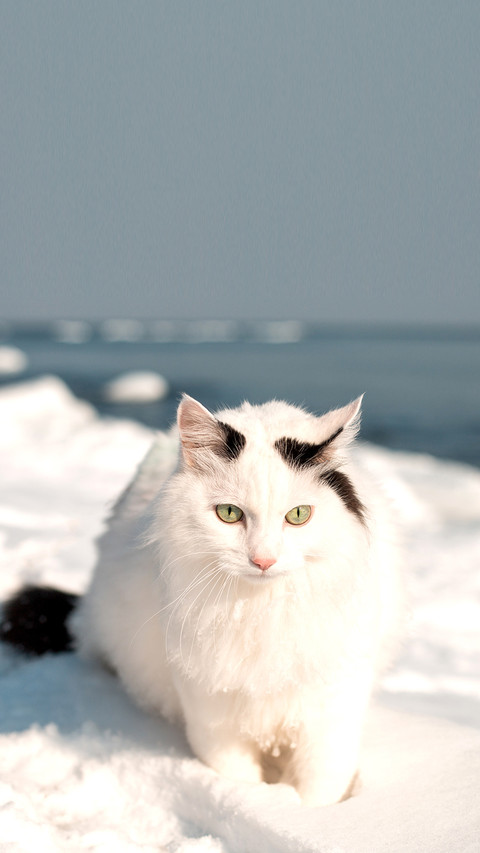 White fluffy cat on a walk screenshot
