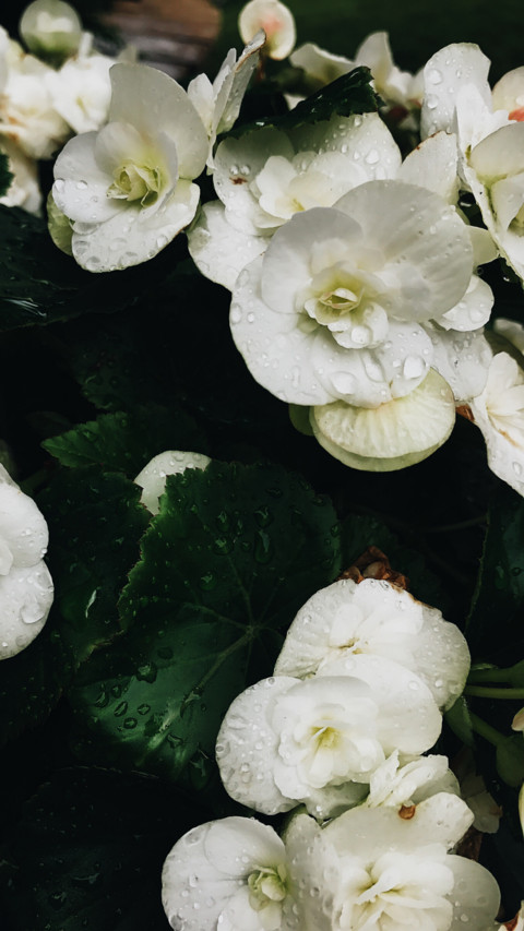 Flowers and Plants (5) screenshot
